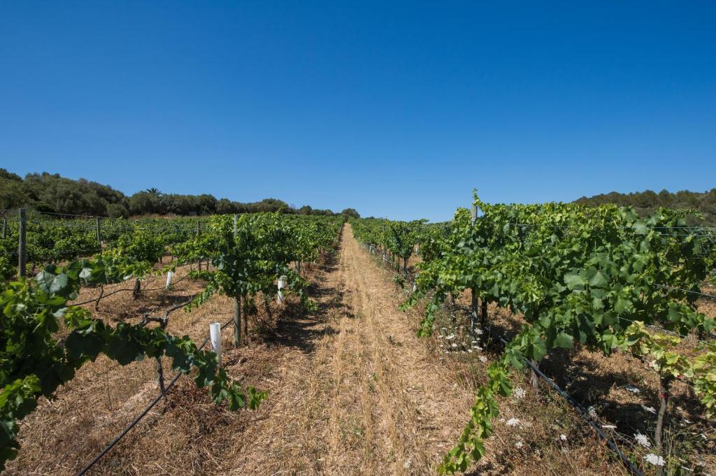 Agroturismo Can Feliu Porreres Extérieur photo